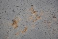 jasny popiel+gold1.jpg