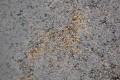 ciemny popiel+gold 1.jpg