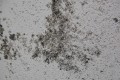 jasny popiel+black1.jpg