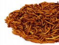 Suszone-larwy-macznika-125g-smakolyk-dla-ptakow-robaki-pokarm-do-karmnika-Kod-producenta-Suszone-larwy-macznika-125g.jpg