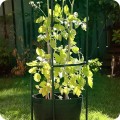 Pergola ogrodowa kolumnowa metalowa8.jpg